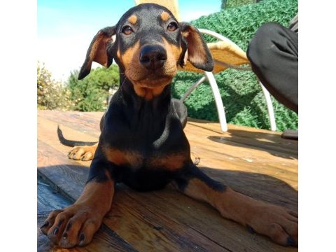 Asil siyah yavru doberman