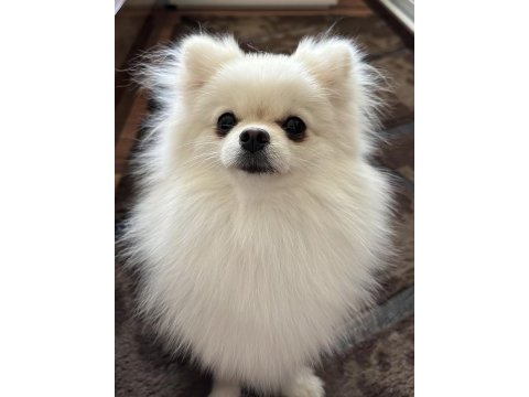 1.5 yaşında eğitimli pomeranian kızımız