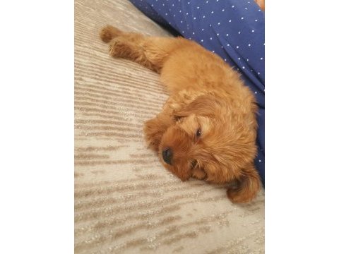 2 aylık dişi maltipoo