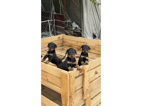 Üst seviye doberman yavruları