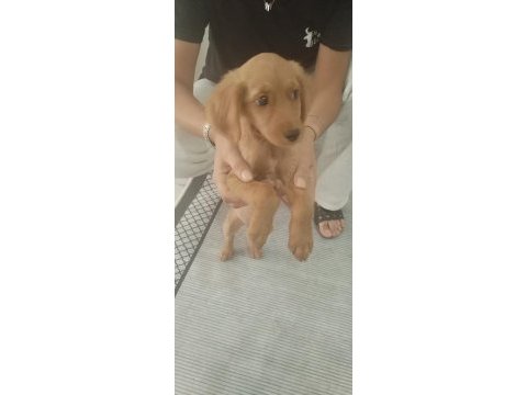 2 aylık dişi poodle