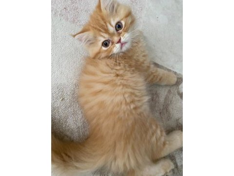 Anne oğul kedilere yuva arıyoruz