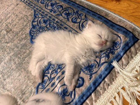 Scottish fold longhair