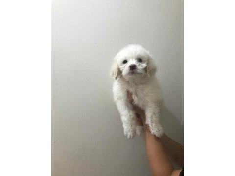 Maltese terrier bebekler