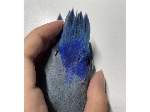 Ele alışkın 3 yaşında forpus papağanı