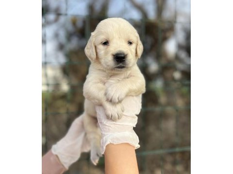 Bebek yüzlü golden retriever yavrular
