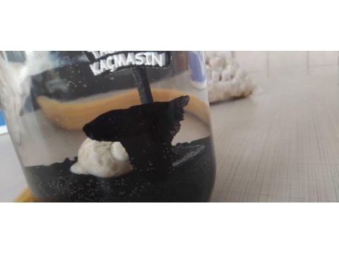 Siyah betta balığı asil duran