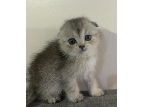 Boncuk yeni yuvasını arıyor scottish fold