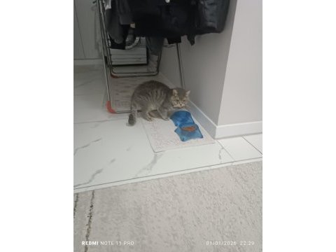 1 yaşında british shorthair