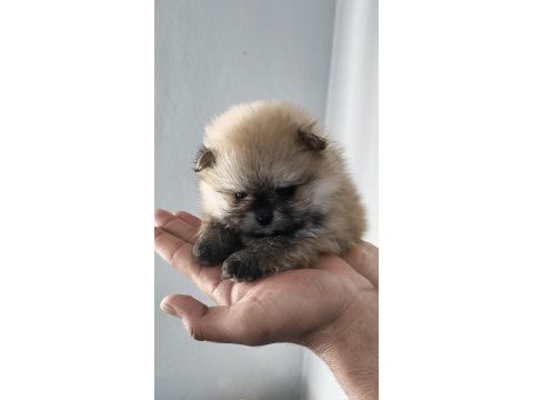 Pomeranian boo erkek ve dişi yavrularımız