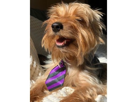 Yorkshire terrier seyahat yüzünden sahiplendirme