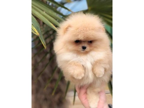 Mükemmel kalitede pomeranian yavrular