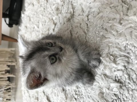 Yavru masum british shorthair