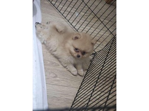 Pomeranian yavrularımız