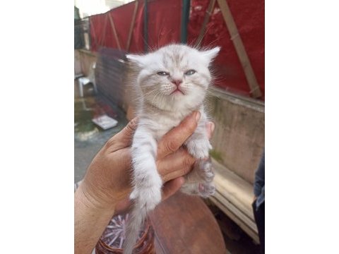 British shorthair yavrumuz yeni yuvasını arıyor