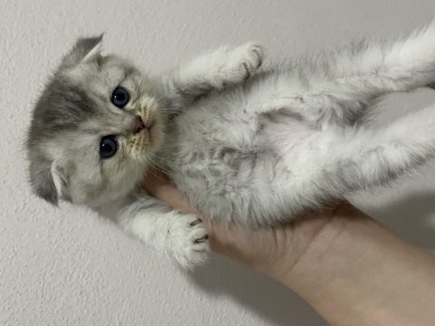 Scottish fold & scottish straight bebekler