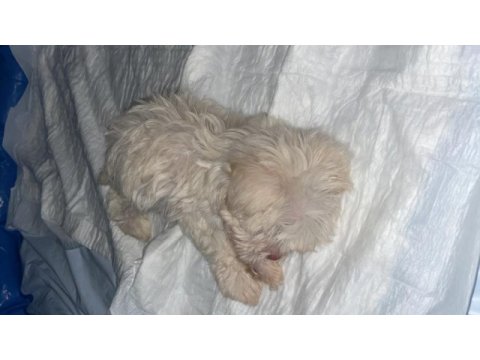 40 günlük erkek maltipoo