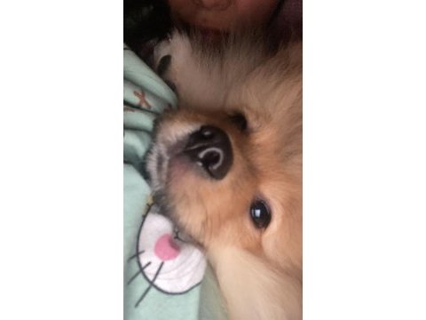4.5 aylık pomeranian