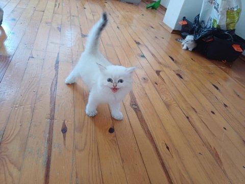 2.5 aylık british longhair kaliteli bebekler