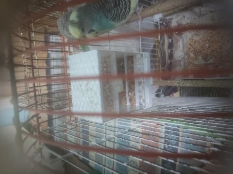 2 adet muhabbet kuşu biri yavru
