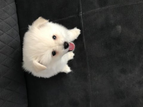 Sıfır burun baba pomeranian boo anne spitz a kalite yavrumuz