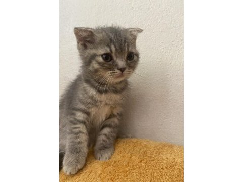 Dişi scottish fold yavrumuz yeni yuvasına gitmeye hazır