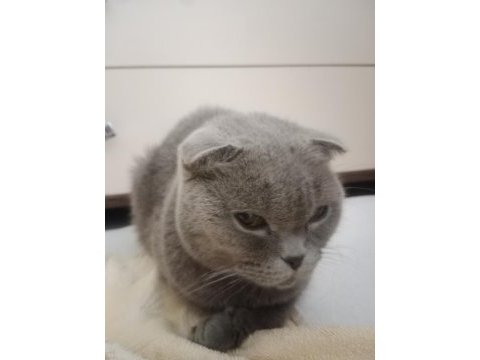 Hamile scottish fold kedim