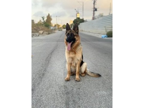 4 aylık alman kurdu prenses ömürlük yuvasını arıyor