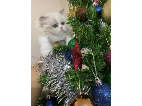 Yavru british longhair kedisi