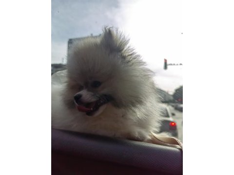 Minyatür pomeranian boo