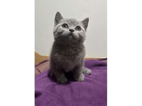British shorthair erkek yavrular