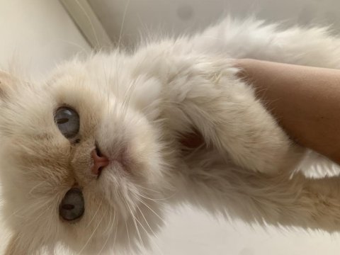 İran kedisi kızımız bella