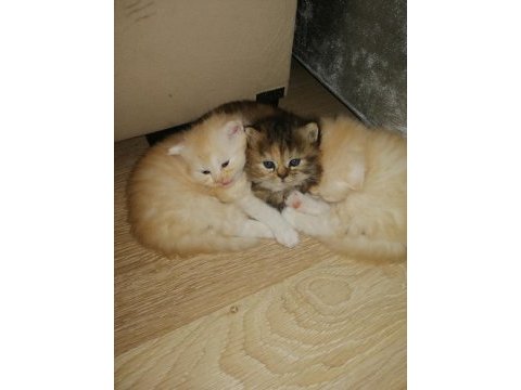 1 dişi ve 2 erkek exotic shorthair yavrularım