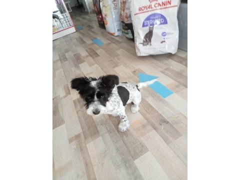 4 aylık dişi melez köpeğimiz