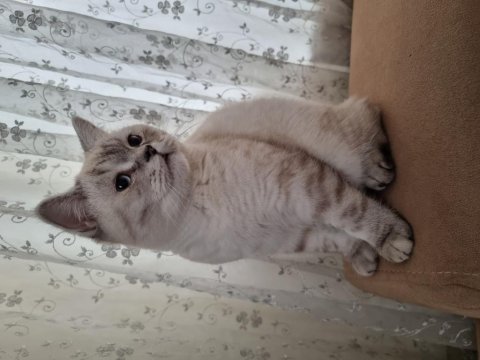 British shorthair cinsi oğlumuza yeni yuva arıyoruz