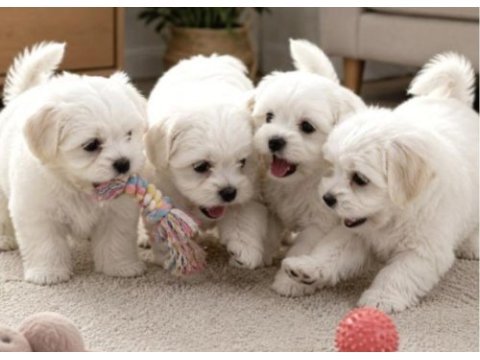 Irk ve sağlık garantili maltese terrier bebekler