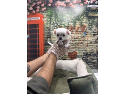 Teacup chihuahua dişi yavrumuz @petclubadanaa