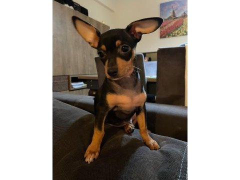 Yeni yuvalarını arıyorlar pinscher