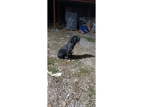 Cane corso köpeğimizi ücretsiz sahiplendirmek istiyoruz