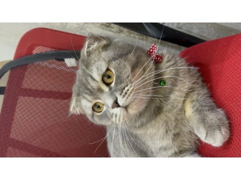 Scottish fold güzel kızım kısır değil