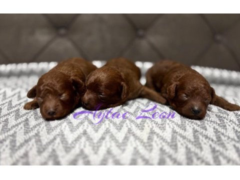 Dark red poodle yavrular