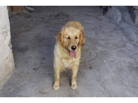 Yetişkin golden retriever yavru alınabilir