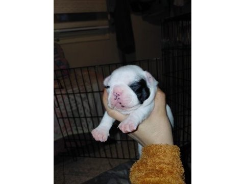 Pied dişi bebek french bulldog