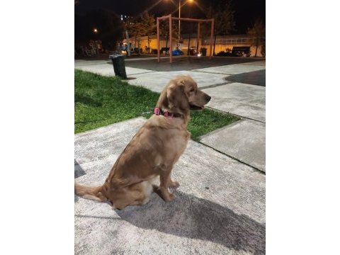 Ücretsiz golden retriever sahiplendirme