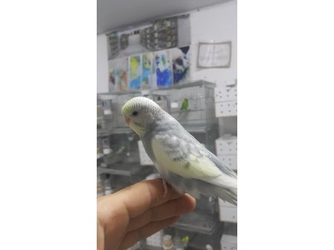 Alıştırmalık muhabbet kuşu yavrular hepsi güzel