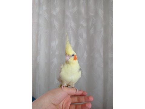 Ele kola alışık full evcil sultan papağanı