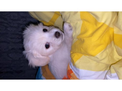 Beyaz malta terrier