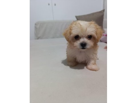 Antalyadan 0 numara safkan maltese terrier yavruları