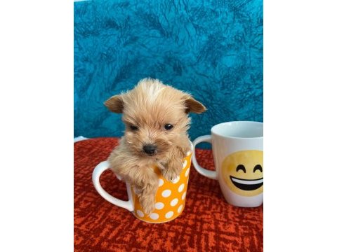 Cep boy maltipoo yavrular