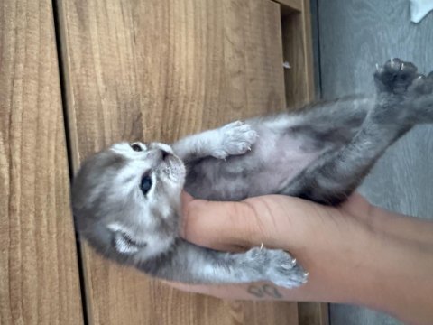 British shorthair yavrular